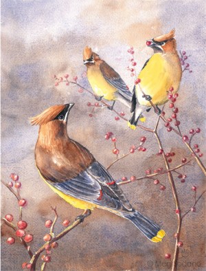 cedar waxwings