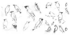 waxwing sketches