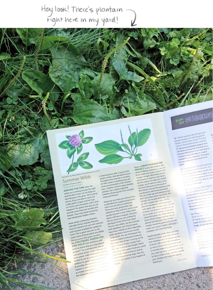 clover-plantain-article