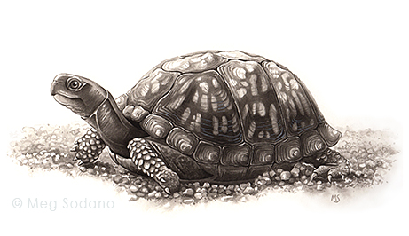 Eastern Box Turtle, India ink on watercolor paper